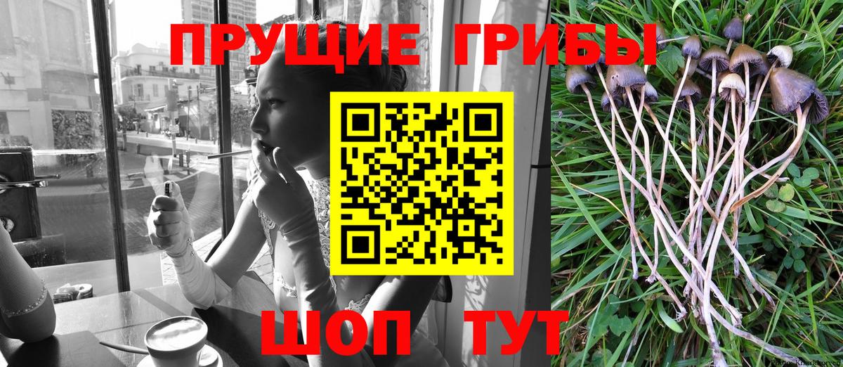 Галлюциногенные грибы Psilocybine cubensis Якутск